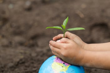 child hand holding a small seedling on the globe, plant a tree, reduce global warming, World Environment Day