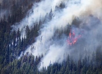 Close up of forest fire