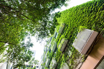 Green plants are growing on building walls