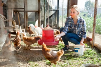 Young woman farmer caring for poultry