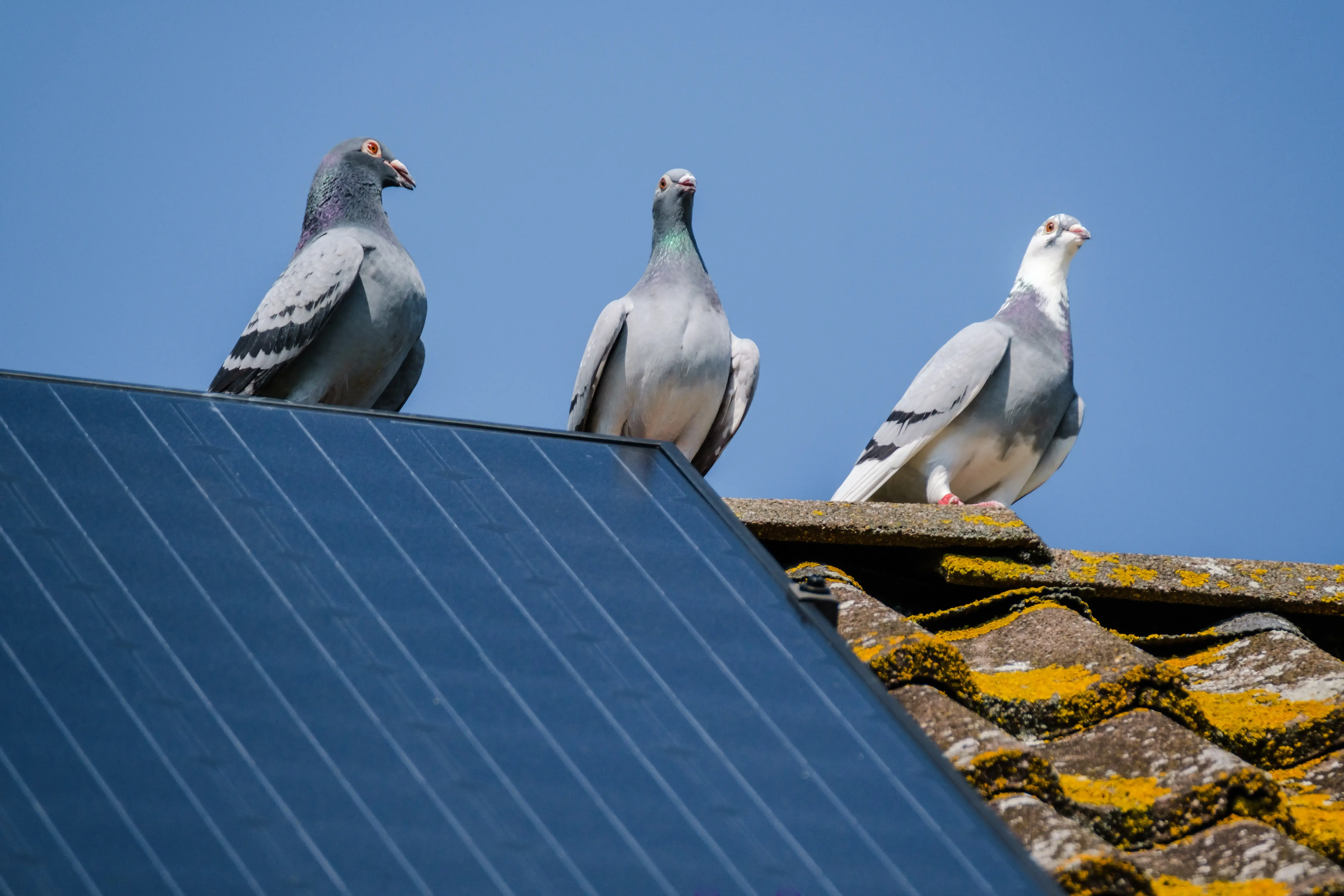 Three beautiful carrier pigeons flirt on the ridge of the roof with solar panels